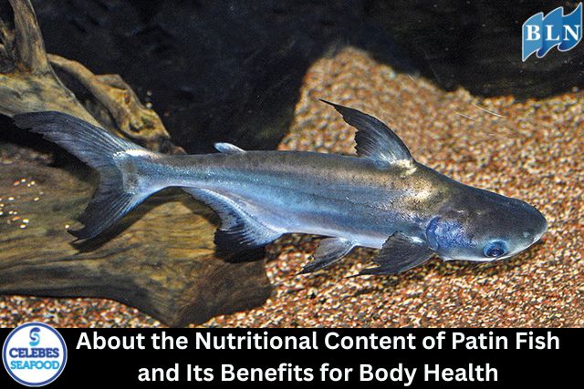 About the Nutritional Content of Patin Fish and Its Benefits for Body Health